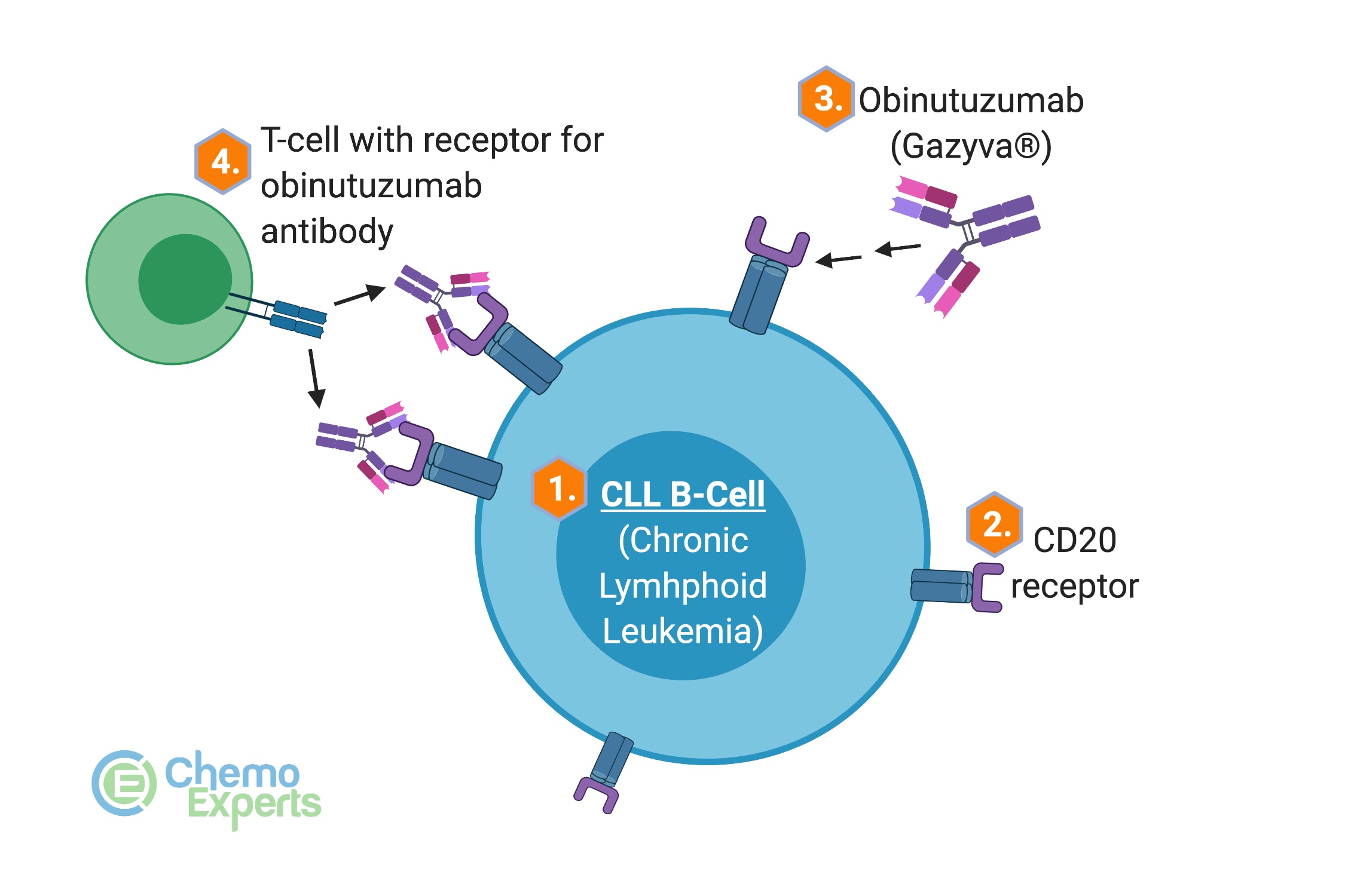 Obinutuzumab (Gazyva) mechanism is to bind to CD20 receptors on CLL cells and target them for destruction by T-cells. This is known as antibody-dependent cell-mediated cytotoxicity, or ADCC